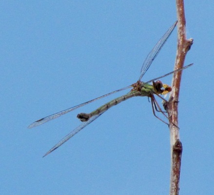 identificazione libellula fiume Bradano